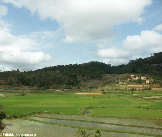 рисовых полей вблизи Антананариву, Мадагаскар