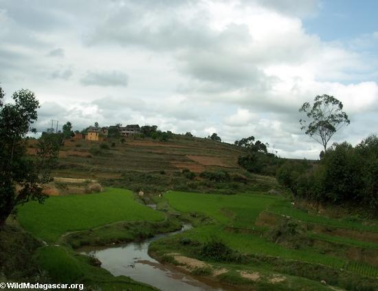 рисовых полей вблизи Антананариву