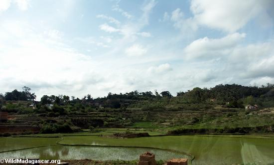 рисовых полей в высокогорных вдоль rn7 в центральной части Мадагаскара за пределами Антананариву