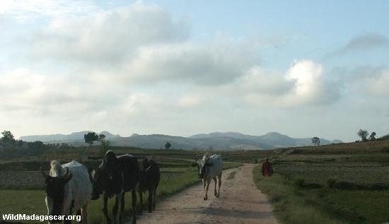 マダガスカル語道路でホウギュウ牛