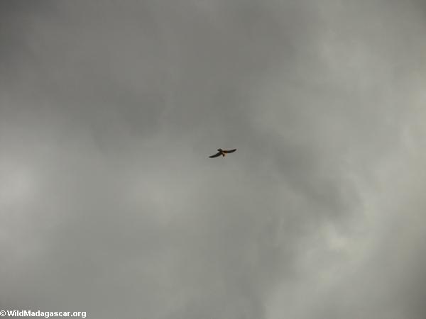 Falco newtoni im Flug über Isalo