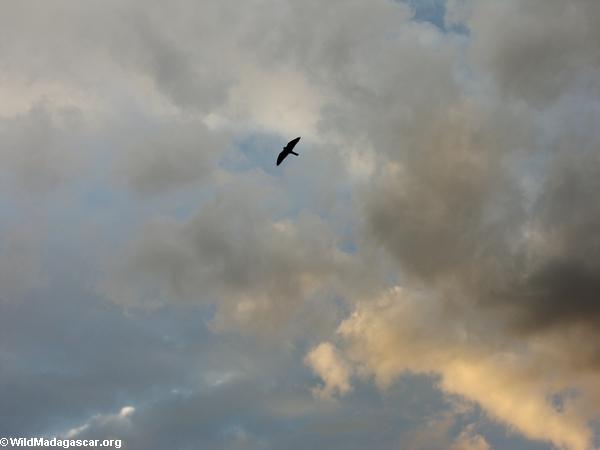Madagascar Kestrel no vôo acima de Isalo
