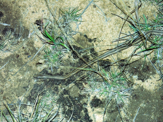 Mimophis SP. Schlange