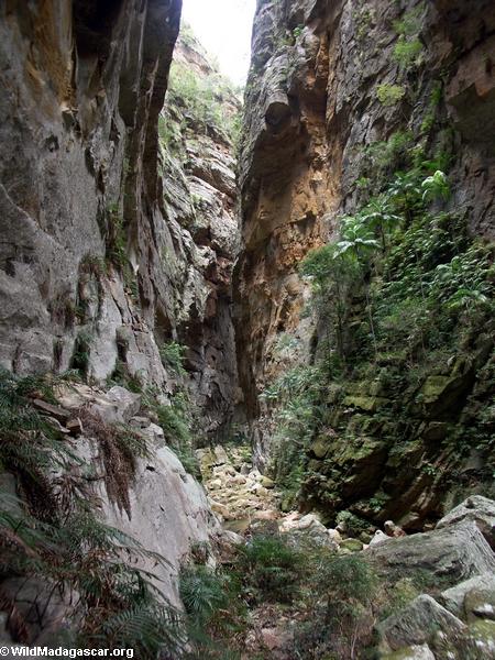 Canyon des rats in Isalo NP(Isalo)
