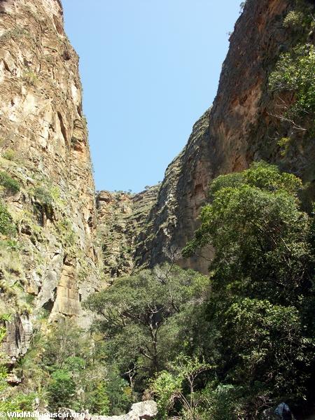 Chamusquinas del DES de la barranca en Isalo NP