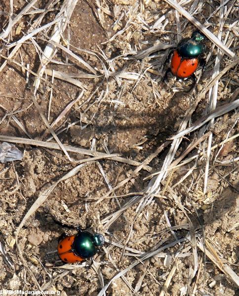 Dung beetles (Isalo)