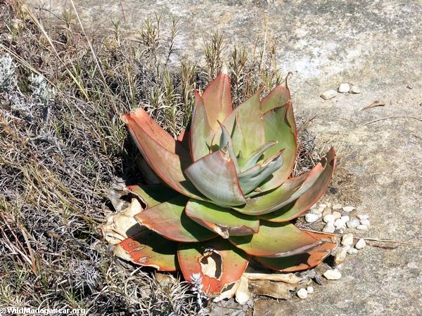 Aloe isaloensis(Isalo)