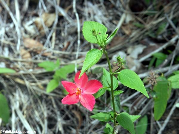 Magenta-rote Blume