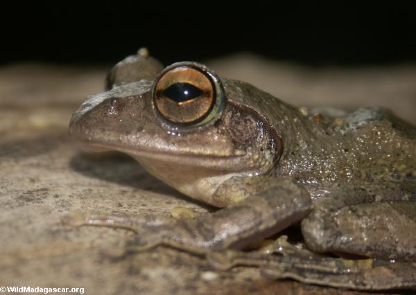 Gray Boophis goudoti frog in Isalo (Isalo)