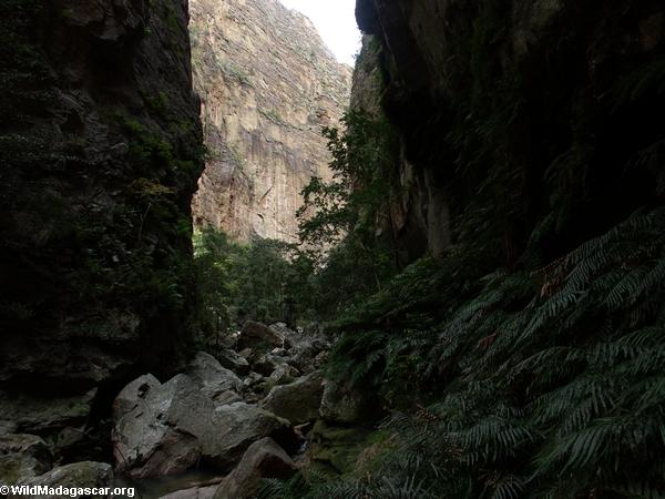 Canyon des Singes in Isalo NP(Isalo)