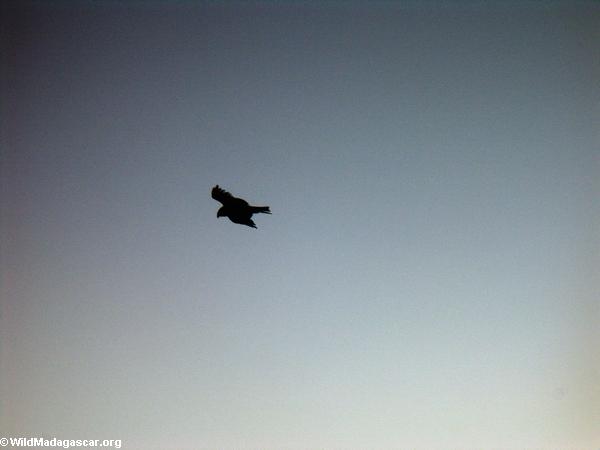 Pied crow at sunrise(Isalo)
