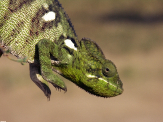 green female Furcifer oustaleti chameleon near Isalo (Isalo)