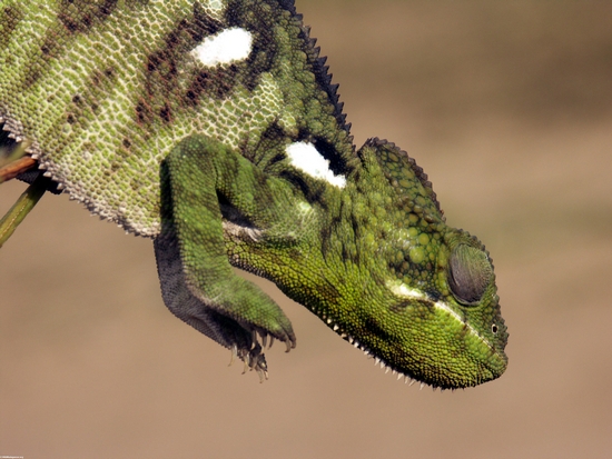Brilhante - chameleon verde de Jeweled perto de Isalo