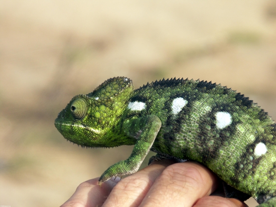 Bright green Jeweled chameleon (Furcifer oustaleti) near Isalo (Isalo)