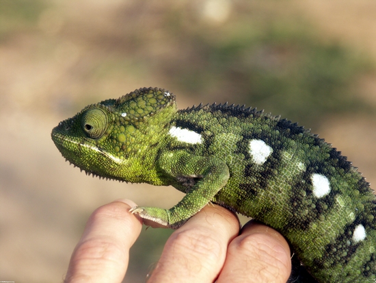 Green Furcifer oustaleti chameleon (Isalo)