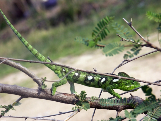 Chameleon verde do oustaleti de Furcifer perto de Isalo