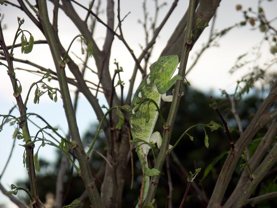 oustaleti femenino verde de Furcifer cerca de Isalo