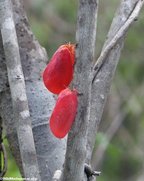 Adult Phromnia rosea (Isalo)