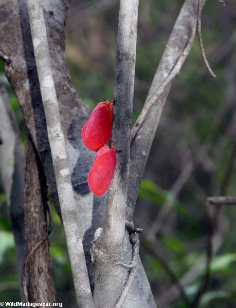 Phromnia rosea (Erwachsener)