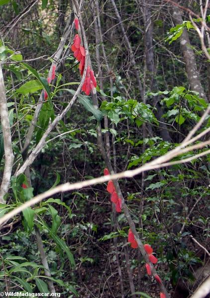 Phromnia rosea (fuschia farbige Insekte)