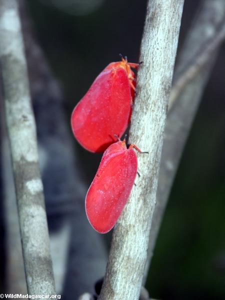 Flatid leaf bugs (Phromnia rosea)(Isalo)