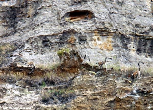 Ring-angebundene lemurs, die entlang Klippe in Isalo klettern