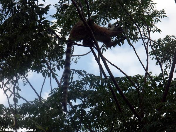 Ringtailed lemurs, die auf Blätter in Isalo einziehen