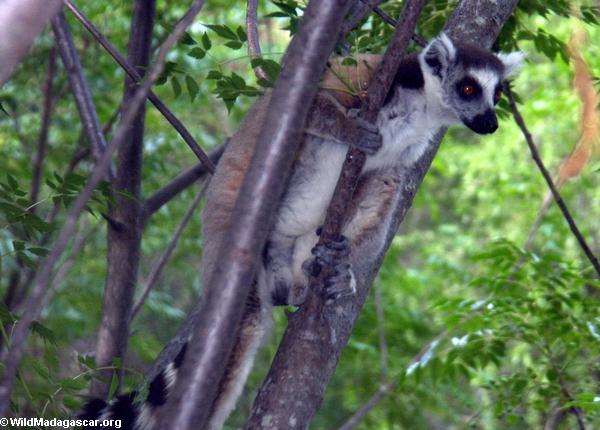 Ring-angebundene lemurs in Isalo