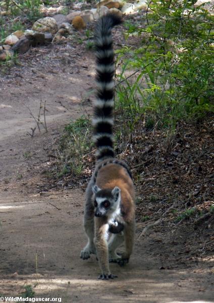 Ringtailed lemur with baby hanging on stomach (Isalo)