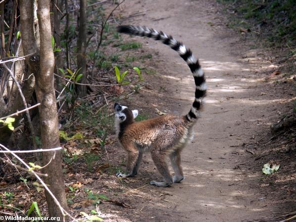 Ringtailed lemurs Isalo im Nationalpark