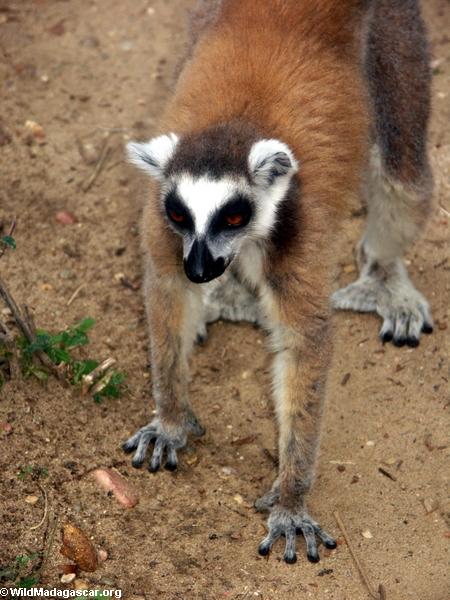 lemur Anneau-coupé la queue en parc national d'Isalo