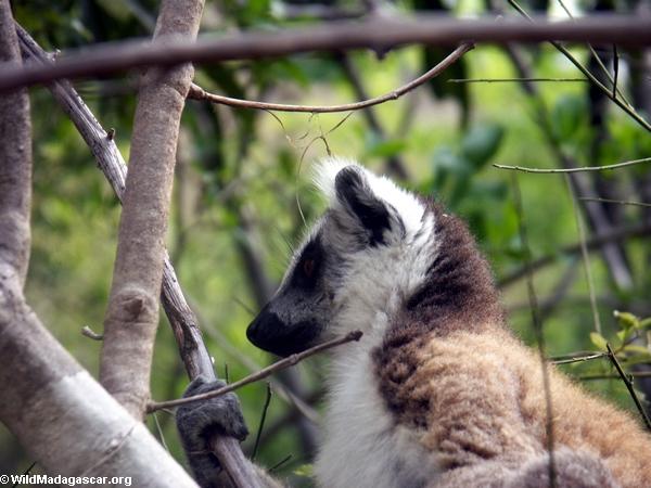 Ringtailed lemur in Isalo National Park(Isalo)