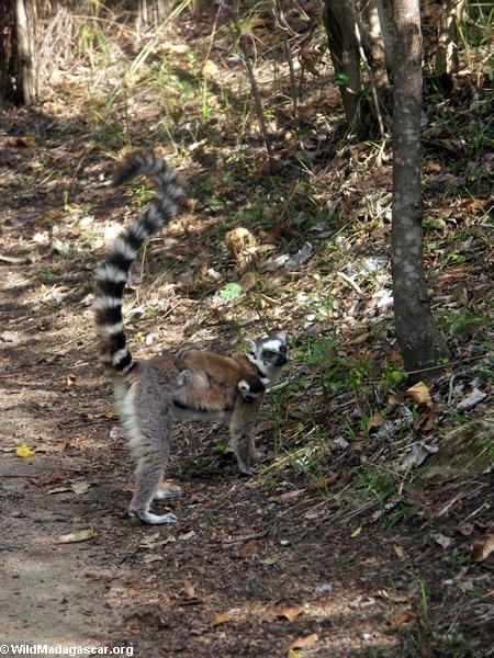 Ringendstück lemur mit Baby Isalo im Nationalpark bemuttern