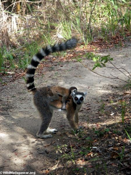 Mother ring-tailed lemur with baby in Isalo N.P.(Isalo)