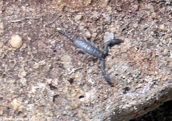 Scorpion dans Isalo