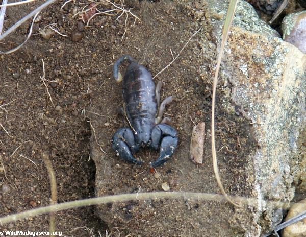 Fat black scorpion(Isalo)