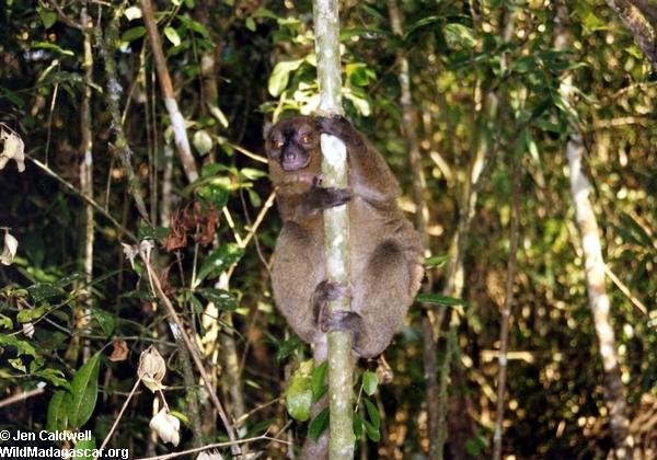 Hapalemur simus Lemur in Ranomafana (Ranomafana)
