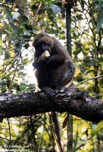 Greater Bamboo (Hapalemur simus) Lemur in Ranomafana (Ranomafana)