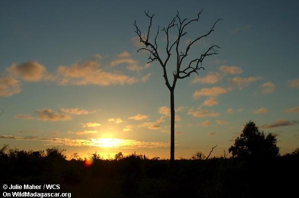 Baum am Sonnenuntergang