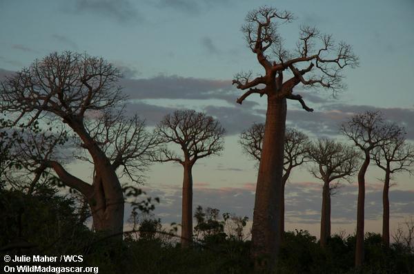Baobabwald
