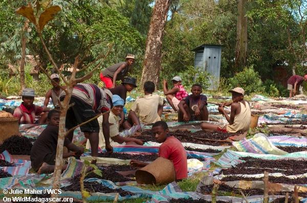 Vanillebohne Produktion in Madagaskar