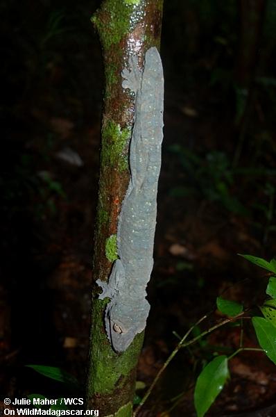 Gecko d'Uroplatus sur le tronc d'arbre