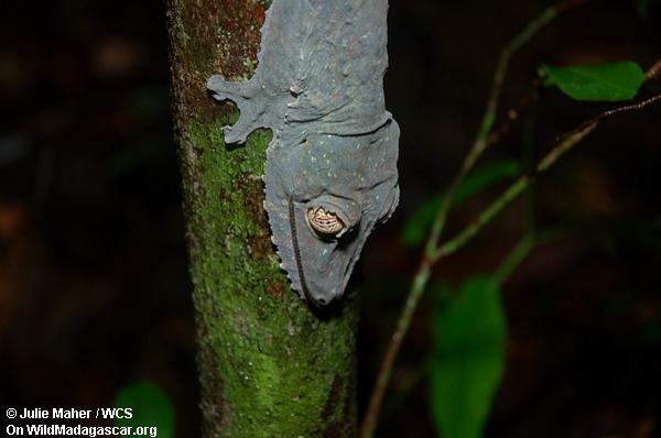Gecko d'Uroplatus sur le tronc d'arbre