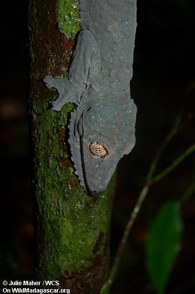 uroplatus Gecko на стволе дерева