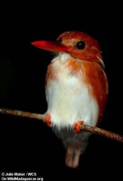 Kingfisher del enano de Madagascar