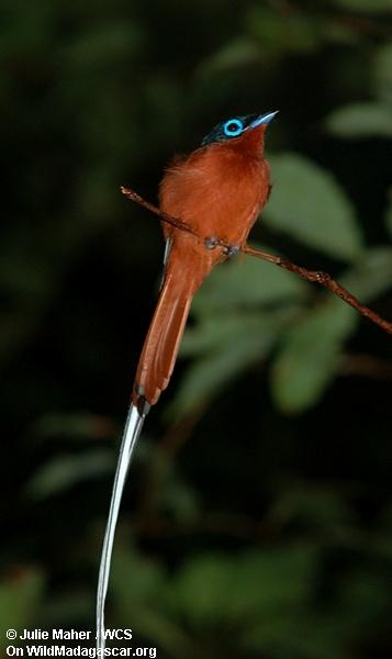 Flycatcher del paraíso de Madagascar