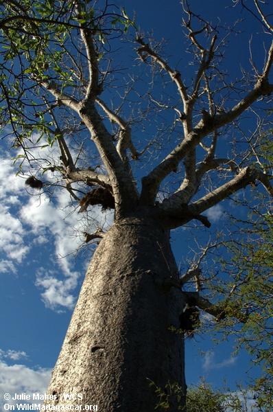 Andohahela Baobab