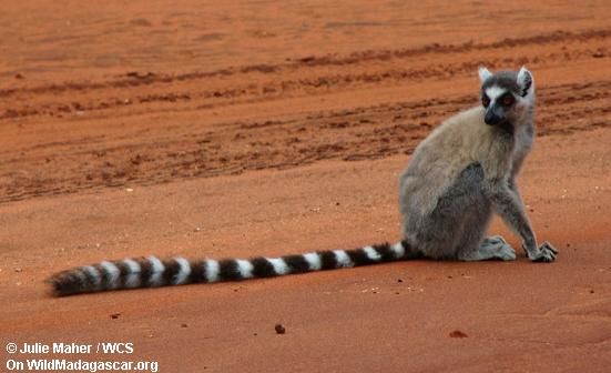 lemur Anel-tailed