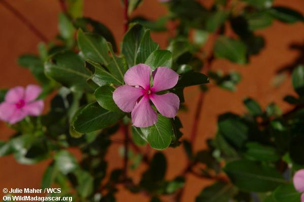 Rosiger Periwinkle