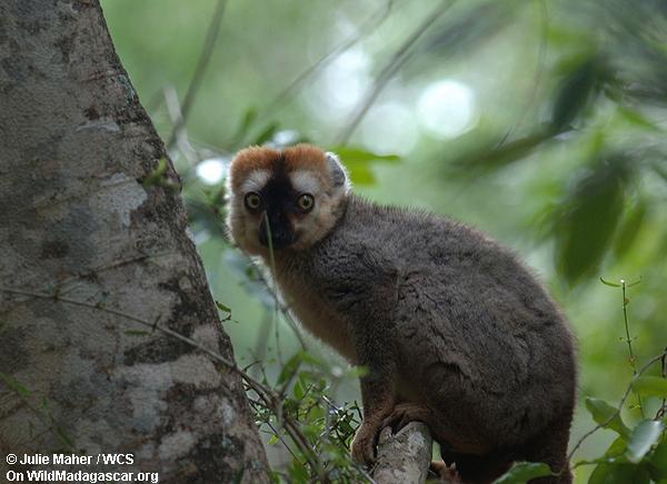Rot-konfrontiertes braunes lemur